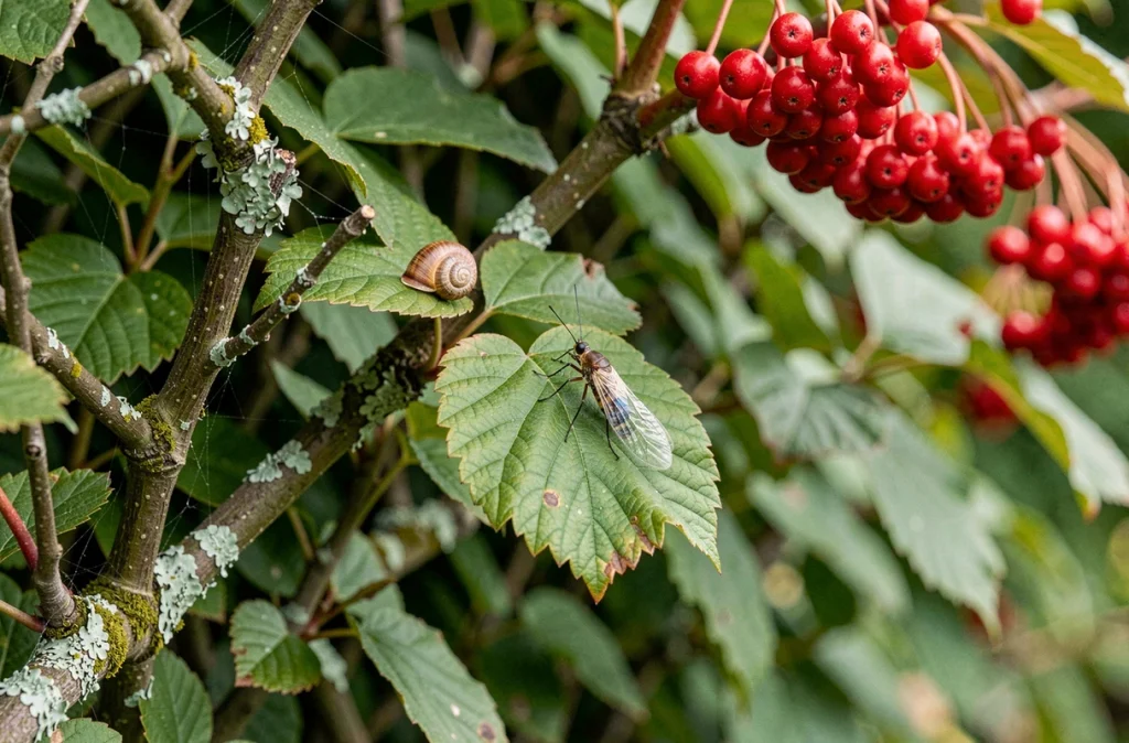 Gros plan sur une section de haie végétale avec une chrysope, un escargot et des baies de sureau, illustrant la richesse de la biodiversité en fin d'été