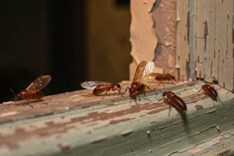 Termites ailées de nuit sur un cadre de fenêtre en bois vermoulu, gros plan macro réaliste